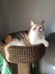 Lost Female Cat last seen Vance & Tucker, Hazel Park, MI 48030