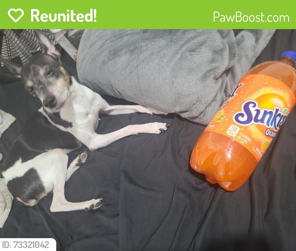 Reunited Male Dog last seen Virginia Street and N O'Connor Road, Irving, TX 75061