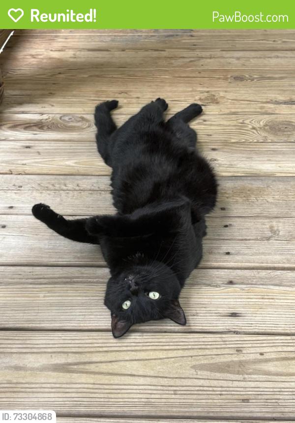 Reunited Female Cat last seen Moultonboro Cul-de-sac, Wake Forest, NC 27587