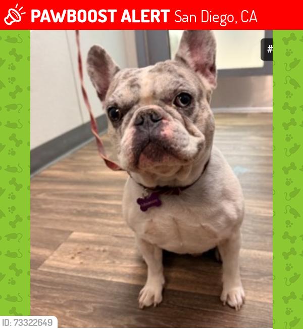 Lost Male Dog last seen S 28th street, San Diego, CA 92113