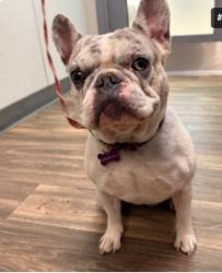 Lost Male Dog last seen S 28th street, San Diego, CA 92113