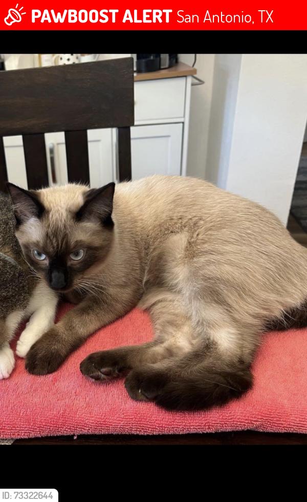 Lost Female Cat last seen Towne vue dr -Honeysuckle- cas Hills dr —working rd, San Antonio, TX 78213
