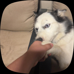 Lost Female Dog last seen Near N Brighton, Kansas City, MO 64123