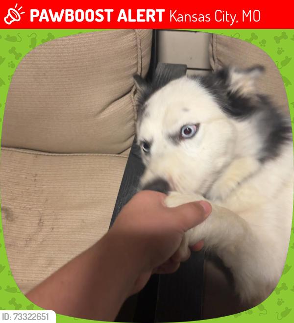 Lost Female Dog last seen Near N Brighton, Kansas City, MO 64123
