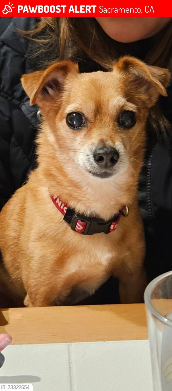 Lost Male Dog last seen Near 2005 Marconi Ave, Sacramento, CA 95821, Sacramento, CA 95821