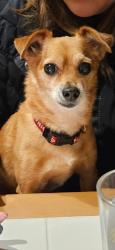Lost Male Dog last seen Near 2005 Marconi Ave, Sacramento, CA 95821, Sacramento, CA 95821