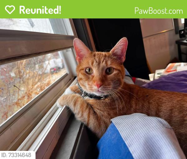 Reunited Male Cat last seen W Randolph st, Eisenhowe Park, Wold rd, Hillside, IL 60162