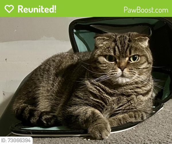 Reunited Female Cat last seen San Simeon and Ryan rd, Ryan Rd, MI 48310