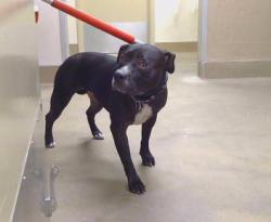 Shelter Stray Female Dog last seen MANZANITA AVE/ WINDING WAY, 95608, 3839 Bradshaw Rd, Sacramento, CA 95827, USA
