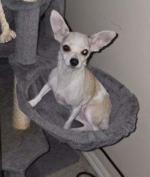 Lost Female Dog last seen Trico and sandy, Marana, AZ 85653