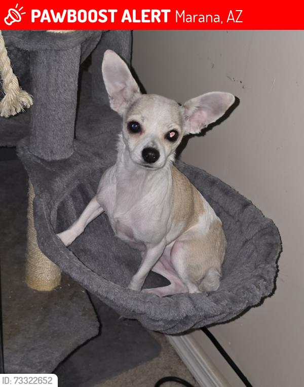 Lost Female Dog last seen Trico and sandy, Marana, AZ 85653