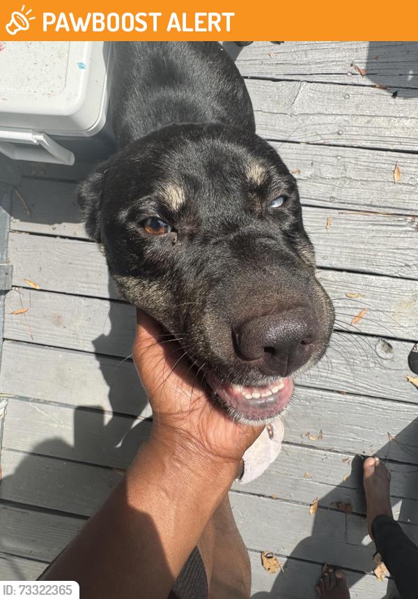Found/Stray Male Cat last seen Tarrant Huffman road, Jefferson County, AL 35217