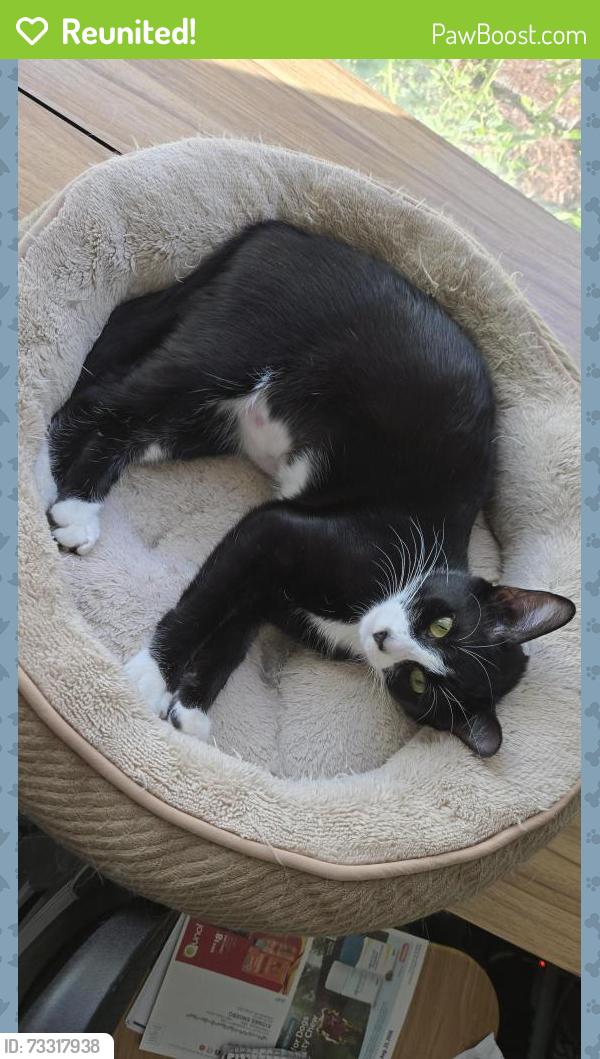 Reunited Female Cat last seen W Ash & 10th St Lebanon Or, Lebanon, OR 97355