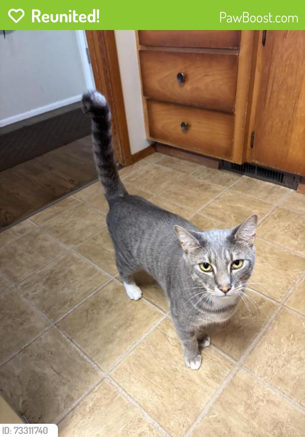 Reunited Male Cat last seen Twinkle Dr E & 12th Ave E, Spanaway, WA 98387