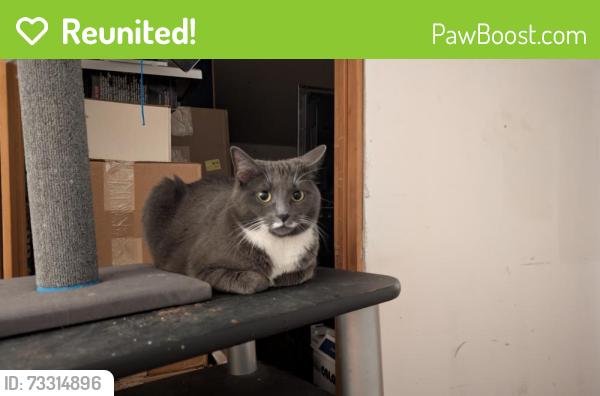 Reunited Female Cat last seen Saratoga road, Brookline road, Mourningkill Dr- In addition to this, there are two gas stations right next to one another. One is Valero and then right across the street. There's another one., Ballston Spa, NY 12020