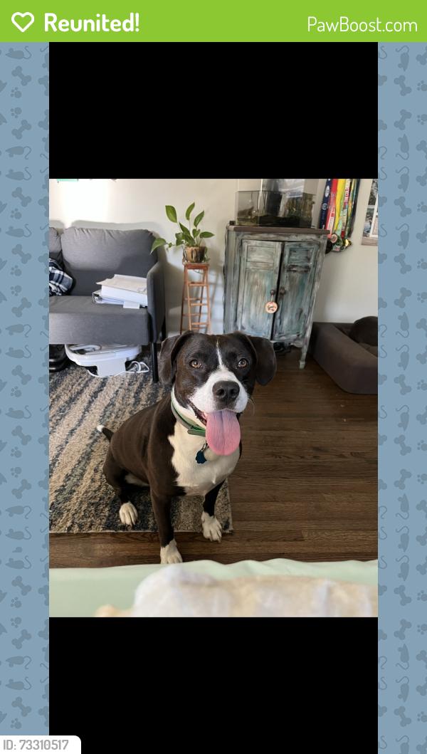 Reunited Female Dog last seen 36st & Yale, Tulsa OK, Tulsa, OK 74135