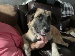 Reunited Female Dog last seen Near E Puente St and De Lay Ave west of Grand Ave across from Sierra Vista Middle School, Los Angeles County, CA 91746