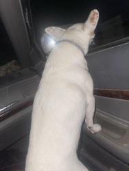 Reunited Male Dog last seen Wilson pasture rd, Brazos County, TX 77808
