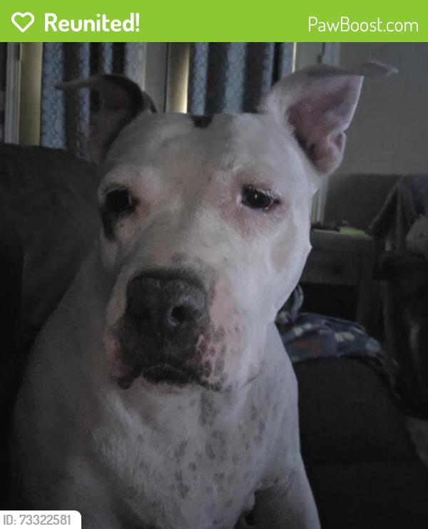 Reunited Female Dog last seen Buckeye Az, Buckeye, AZ 85236