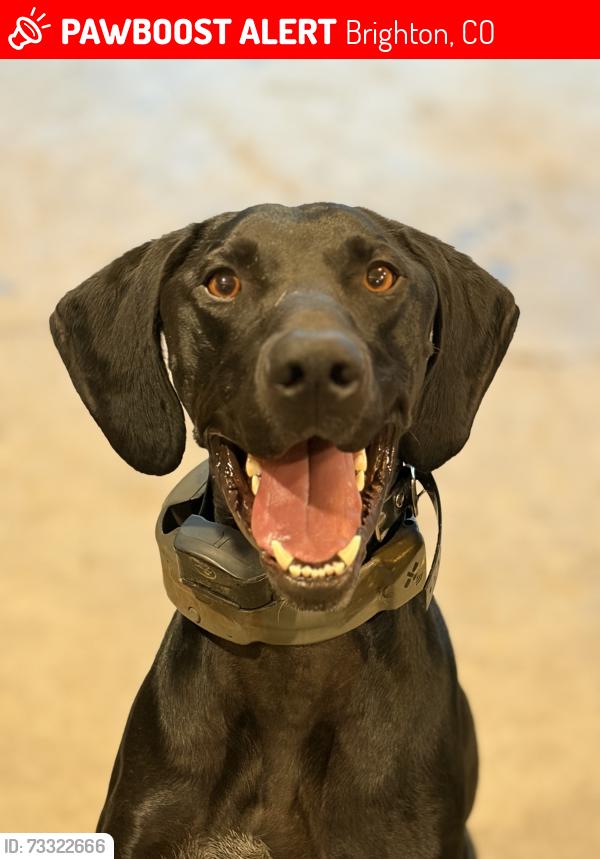 Deceased Male Dog last seen 124th and Quebec, Brighton, CO 80602