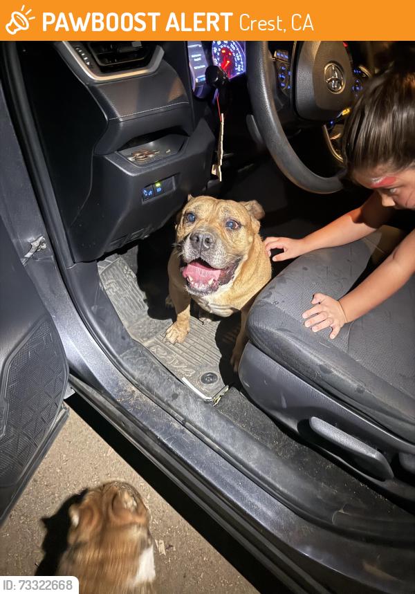Found/Stray Male Dog last seen Near suncrest blvd, Crest, CA 92019