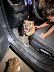 Found/Stray Male Dog last seen Near suncrest blvd, Crest, CA 92019