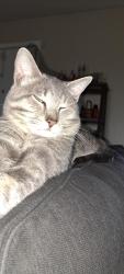 Lost Male Cat last seen Rockfield Richpond Rd, Bowling Green, KY 42101