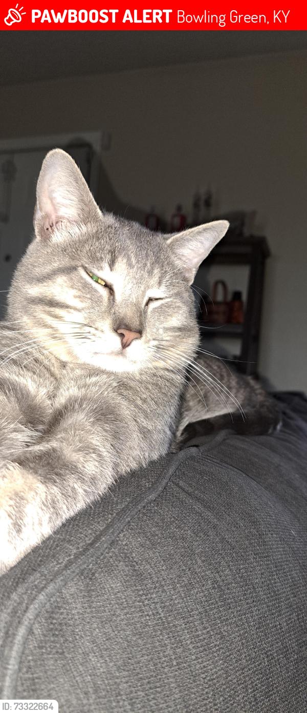 Lost Male Cat last seen Rockfield Richpond Rd, Bowling Green, KY 42101