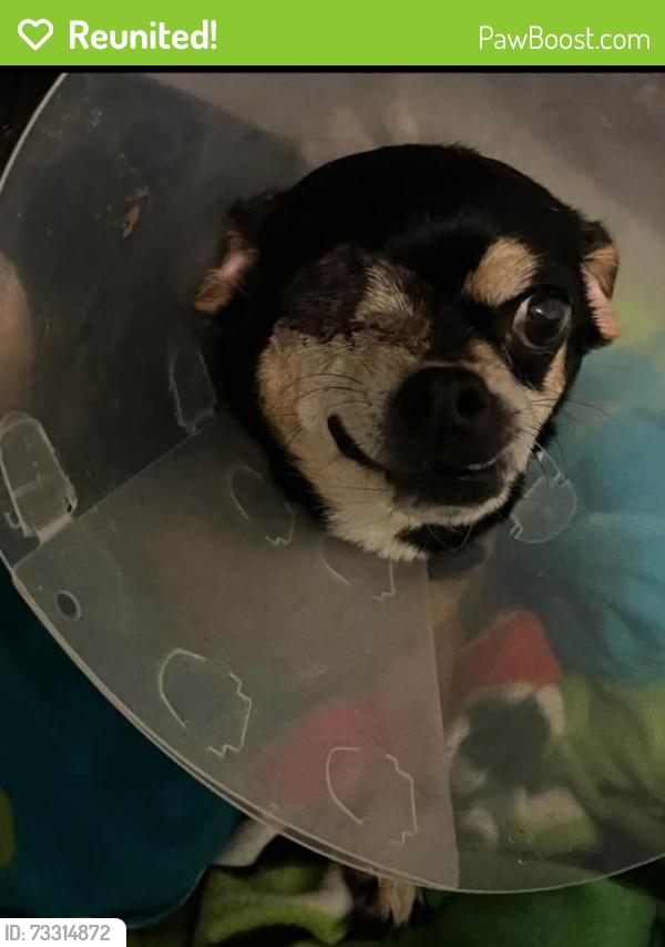 Reunited Female Dog last seen Library bar in kalamazoo, Kalamazoo, MI 49006