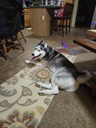 Found/Stray Female Dog last seen 90th street, Mesa, AZ 85208