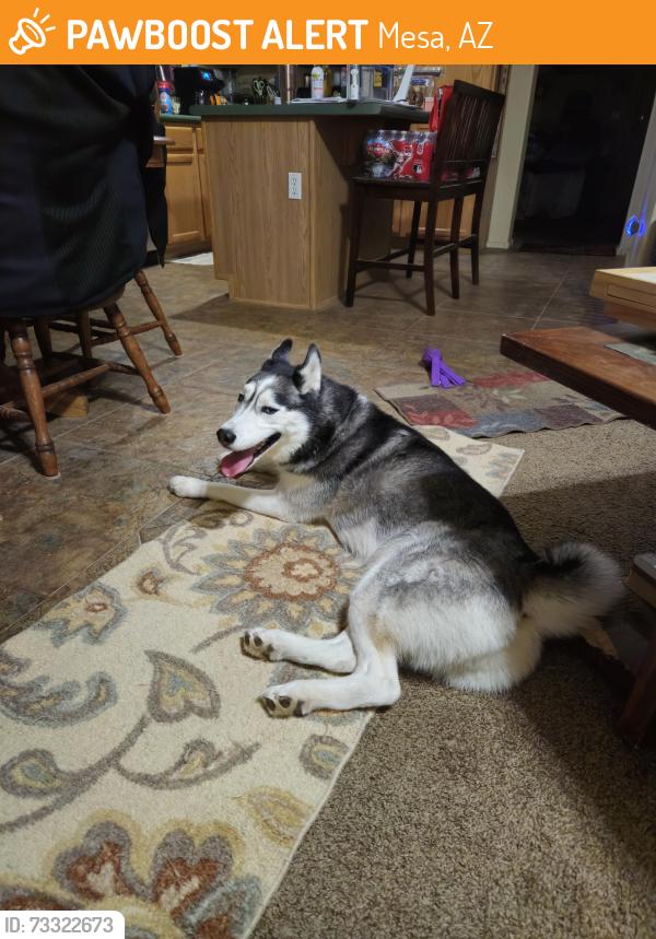 Found/Stray Female Dog last seen 90th street, Mesa, AZ 85208