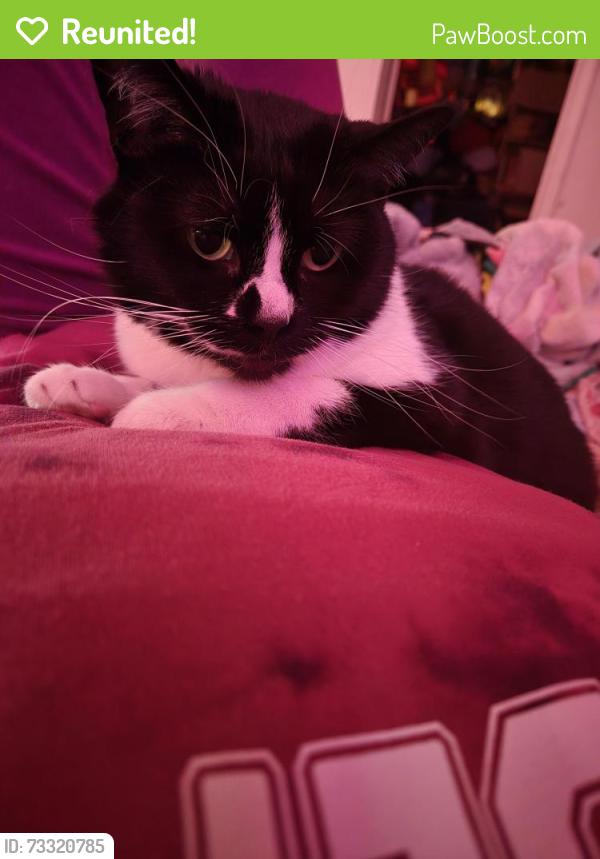 Reunited Female Cat last seen Hamilton and Franklin pl, Milwaukee, WI 53202