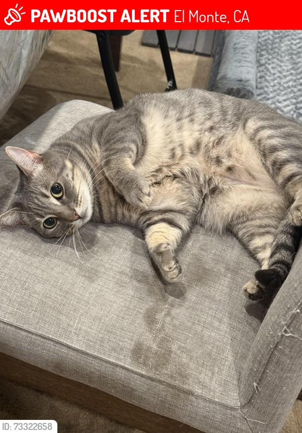 Lost Female Cat last seen Arden way, El Monte, CA 91731