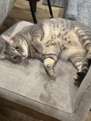 Lost Female Cat last seen Arden way, El Monte, CA 91731