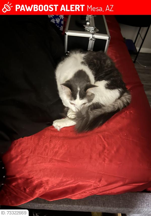 Lost Male Cat last seen E southern and s Gilbert, Mesa, AZ 85206