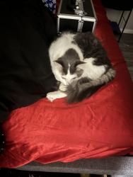 Lost Male Cat last seen E southern and s Gilbert, Mesa, AZ 85206