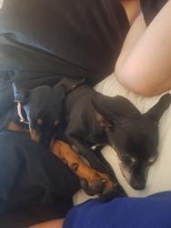 Lost Female Dog last seen Westgate cumminty park, Albuquerque, NM 87121