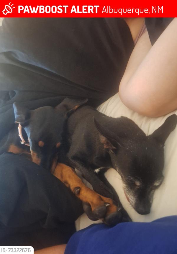 Lost Female Dog last seen Westgate cumminty park, Albuquerque, NM 87121