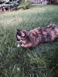 Found/Stray Female Cat last seen Westsprings Neighbourhood, Calgary, AB 