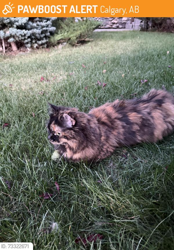 Found/Stray Female Cat last seen Westsprings Neighbourhood, Calgary, AB 
