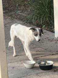 Found/Stray Male Dog last seen Near Coursey and Sherwood intersection in Baton Rouge, Baton Rouge, LA 70816