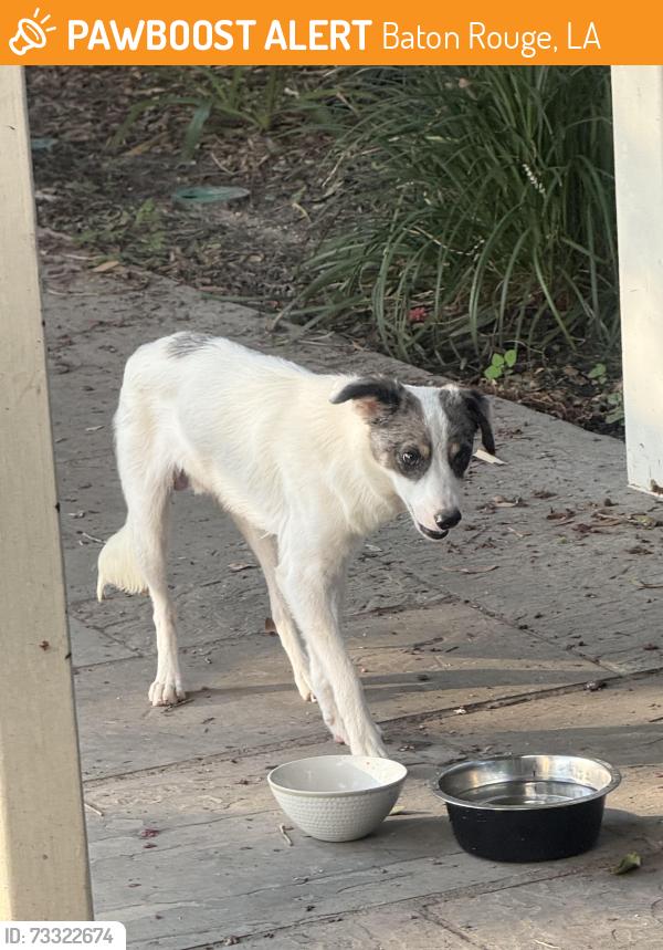 Found/Stray Male Dog last seen Near Coursey and Sherwood intersection in Baton Rouge, Baton Rouge, LA 70816
