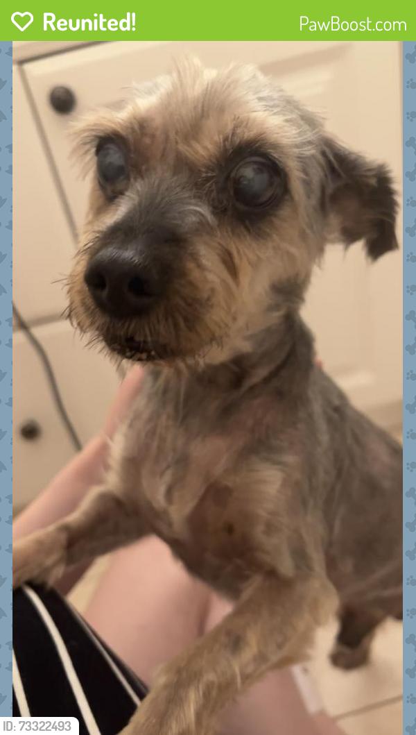 Reunited Male Dog last seen Near S Chandler Ave, Monterey Park, CA 91754, USA, Monterey Park, CA 91754