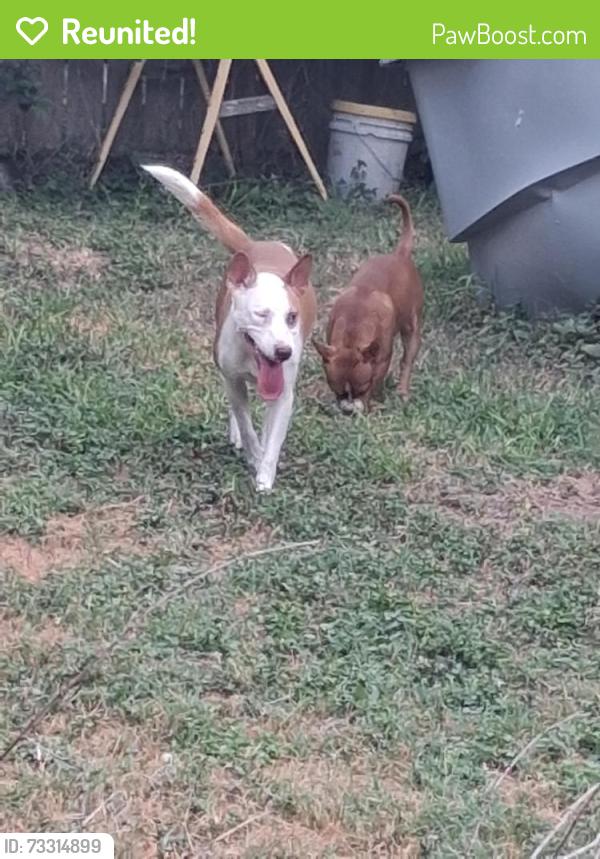 Reunited Female Dog last seen 4th street and hackberry, McAllen, TX 78501