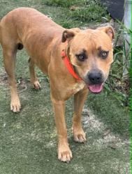 Shelter Stray Male Dog last seen Future & Beaumont St Timberlane Estates, Hernando, FL, 4030 S Airport Rd, Inverness, FL 34450, USA