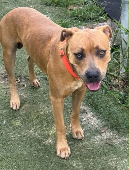 Shelter Stray Male Dog last seen Future & Beaumont St Timberlane Estates, Hernando, FL, 4030 S Airport Rd, Inverness, FL 34450, USA