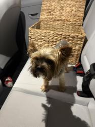 Found/Stray Male Dog last seen davis ford rd, Newton County, GA 30055