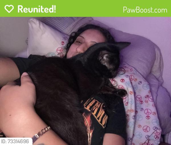 Reunited Male Cat last seen Pinkney Dr and Cauble Rd in Salisbury, NC, Salisbury, NC 28144