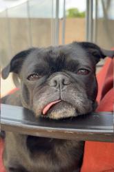 Lost Female Dog last seen Vander / Southern, Phoenix, AZ 85339