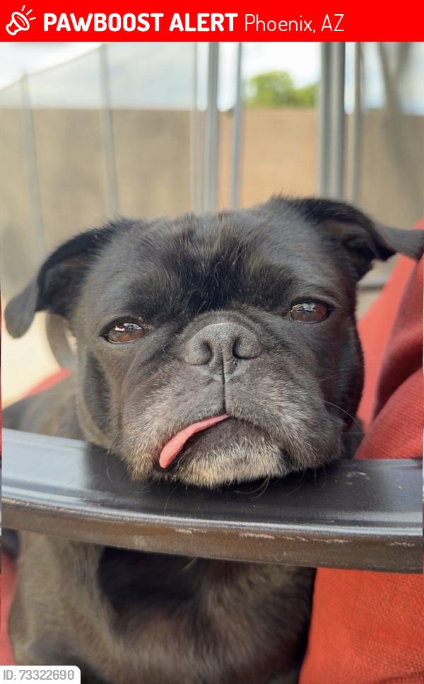 Lost Female Dog last seen Vander / Southern, Phoenix, AZ 85339